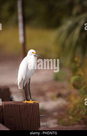 Nevoso Egretta garzetta thuja posatoi su un post Foto Stock