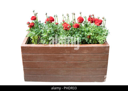 Ranunculus asiaticus in cassetta di legno su bianco Foto Stock