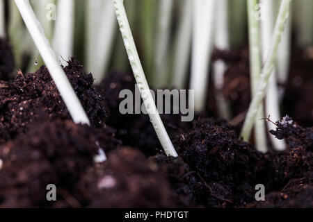 Righe di nuovi giovani il grano sul suolo fertile, close-up Foto Stock