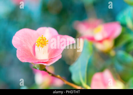 Fiori di Primavera azalea Foto Stock