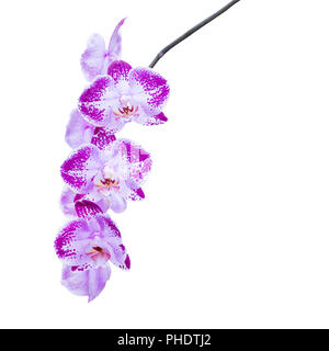 Fiori viola orchidee su bianco Foto Stock