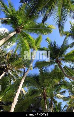 Vista dal basso di palme da cocco. Saona Island Beach. Repubblica Dominicana Foto Stock