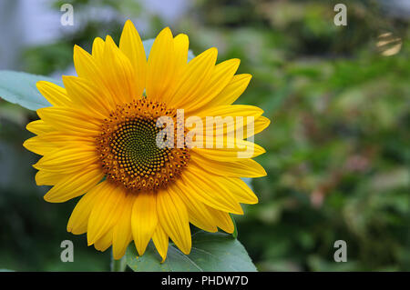 Close-up di broccoli e ray fiori di Helianthus annuus, il girasole comune Foto Stock