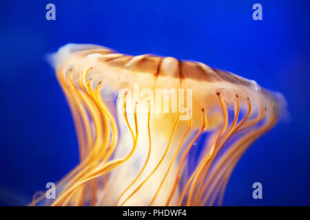 Arancione (Medusa Chrysaora fuscescens) Foto Stock