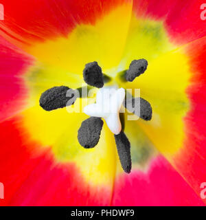 Macro Immagine ravvicinata di rosso tulip Foto Stock