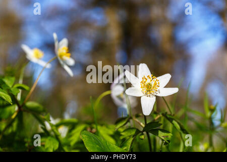 Anemone legno fiori in primavera Foto Stock