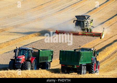 Mietitrebbia il taglio di un raccolto di grano su terreno coltivato nel Nord Yorkshire nel Regno Unito Foto Stock