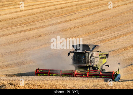 Epoca di vendemmia - Taglio di un raccolto di grano nella campagna del North Yorkshire, Inghilterra. Foto Stock