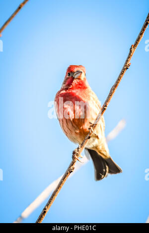 House finch piccolo uccello appollaiato su un albero Foto Stock