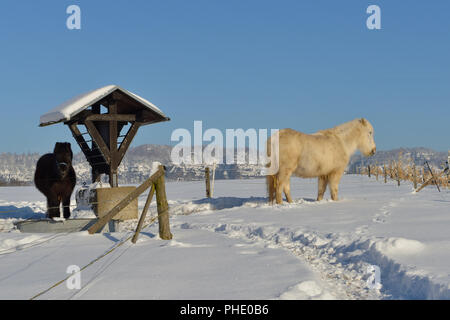 Cavallo islandese Foto Stock