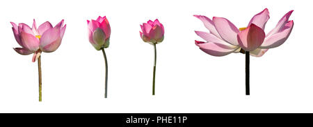 Insieme di raccolta fresca lotus rosa petalo fiore isolato su sfondo bianco. Messa a fuoco ravvicinata di un bel colore rosa fiori di loto isolato è blooming Foto Stock