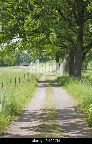 Strada di ghiaia a grandi alberi di quercia Foto Stock