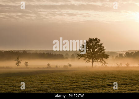 Albero solitario sul terreno con la nebbia di mattina Foto Stock
