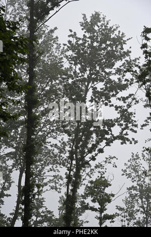 Foresta Foto Stock