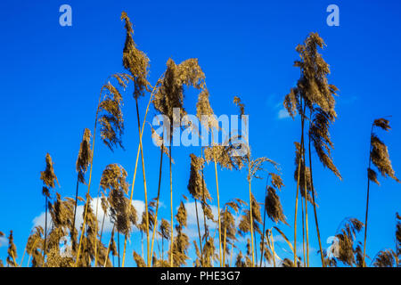 Reed a secco contro il cielo Foto Stock