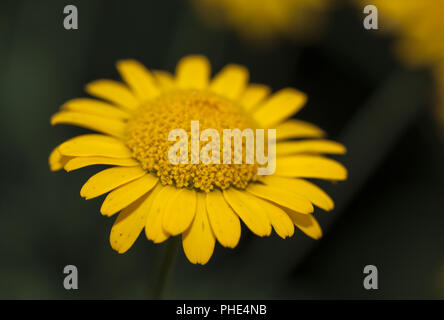 Giallo Camomilla Anthemis tinctoria Foto Stock