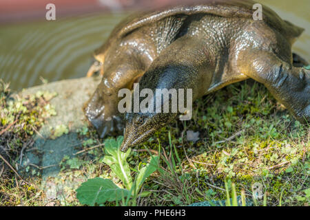 Koishikawa Korakuen cinese giardino softshell turtle (Pelodiscus sinensis) elencati come vulnerabili sulla Lista Rossa IUCN. Noto anche come Amyda japonica o Foto Stock