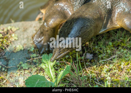 Koishikawa Korakuen cinese giardino softshell turtle (Pelodiscus sinensis) elencati come vulnerabili sulla Lista Rossa IUCN. Noto anche come Amyda japonica o Foto Stock