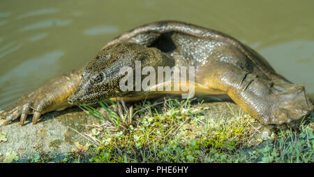 Koishikawa Korakuen cinese giardino softshell turtle (Pelodiscus sinensis) elencati come vulnerabili sulla Lista Rossa IUCN. Noto anche come Amyda japonica o Foto Stock