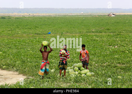 Gli agricoltori tenere raccolti anguria in un campo a Rangabali nel distretto di Patuakhali, Bangladesh Foto Stock