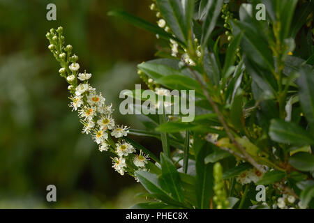 Cherry laurel; alloro; blossom; Prunus laurocerasus Foto Stock