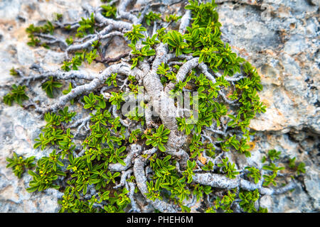 Il verde albero che cresce sulla roccia Foto Stock