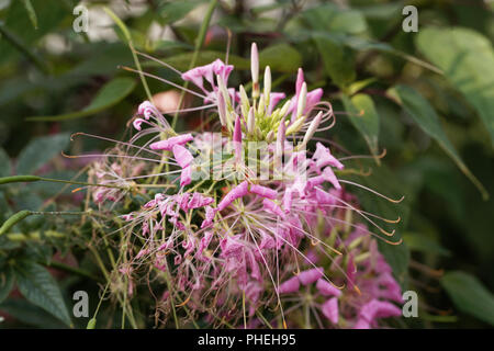 Fiore della pianta di ragno Cleome spinosa. Foto Stock