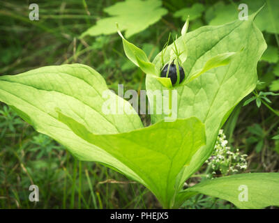 Paris quadrifolia Foto Stock