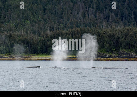 Juneau Alaska - Humpback Whale watching nave da crociera escursione - Foto Stock