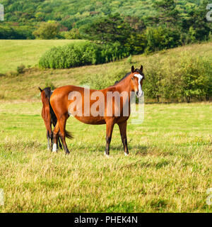 Due bui cavalli della baia che pascolano su un campo Foto Stock