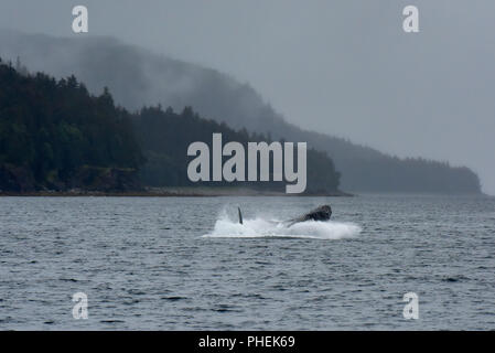 Humpback Whale violare - Juneau Alaska - un bambino Humpback Whale violazioni del Lynn Canal durante un whale watching tour - nave da crociera escursione Foto Stock