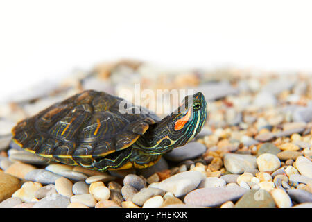 Tartaruga di mare sulla sabbia Foto Stock