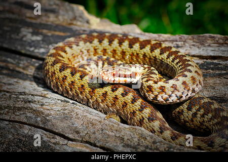 Comuni attraversati viper crogiolarsi in habitat naturale ( Vipera berus ); questa è la più diffusa velenoso serpente europeo Foto Stock