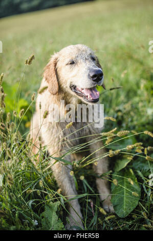 Ritratto di golden retriever nell'erba alta Foto Stock