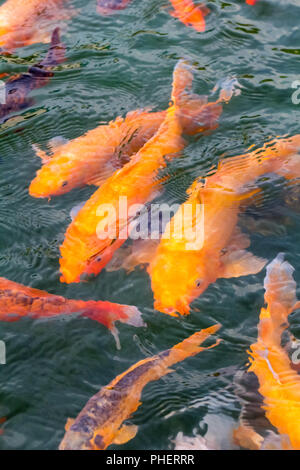 Golden pesci koi in stagno Foto Stock