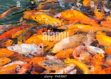 Molti pesci koi negli alimenti Foto Stock