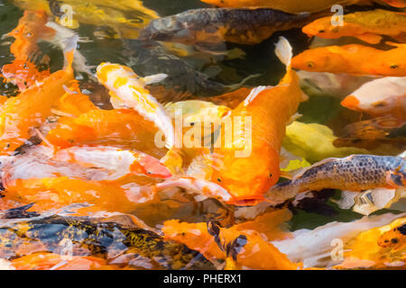 Koi closeup Foto Stock
