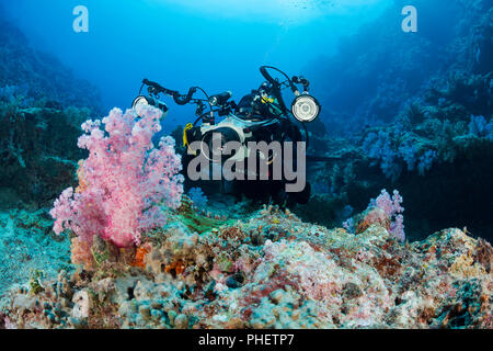 Un subacqueo (MR) linee fino a corallo morbido con la sua fotocamera reflex in un alloggiamento subacqueo con lampeggiatori stroboscopici volti a qualche alcionario soft coral fuori dell'isola di Y Foto Stock