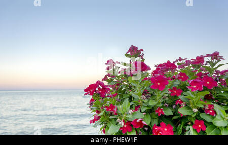 Gruppo di fiori colorati con il mare in background Foto Stock