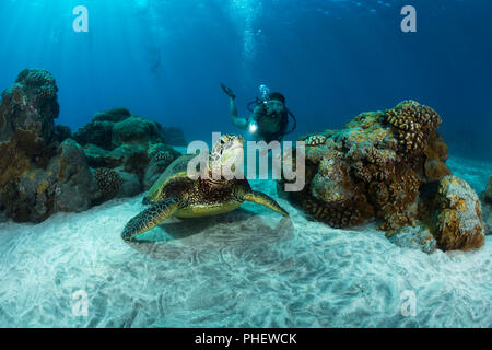 Un subacqueo (MR) e la tartaruga verde, Chelonia Mydas, Hawaii. Foto Stock