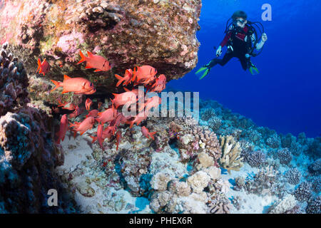 Dodici anni, certificata junior scuba diver Sean Fleetham (MR) e una scuola di shoulderbar soldierfish, Myripristis kuntee, a Molokini Marine delle prese Foto Stock