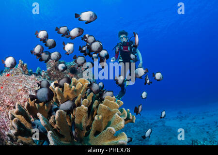 Certificazione Junior Scuba Diver Sean Fleetham (MR) e Hawaiian domino castagnole, Dascyllus albisella, endemica alle Hawaii, aka Hawaiian whitespot damself Foto Stock