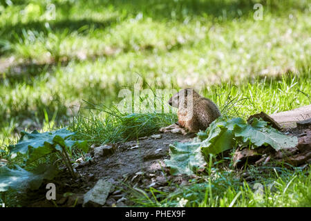 Piccolo prato vole (Microtus pennsylvanicus) in piedi su un log in legno su un prato verde campo Foto Stock