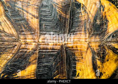 Consistenza del guscio di tartaruga Foto Stock