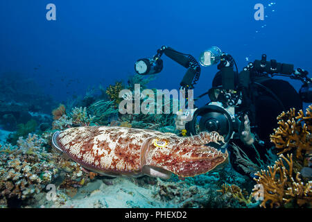 Un subacqueo (MR) punti la sua fotocamera in un comune Le Seppie Sepia latimanus, Komodo, Indonesia. Foto Stock