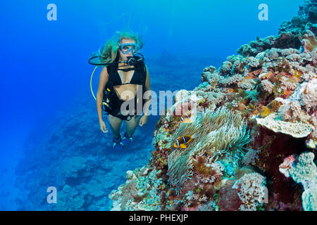 Un subacqueo (MR) e Clark, anemonefish Amphiprion clarkii, sulla superficie esterna della parete della barriera corallina al largo dell'isola di Yap, Micronesia. Foto Stock