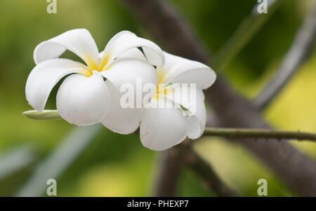 Fiori di frangipani Foto Stock