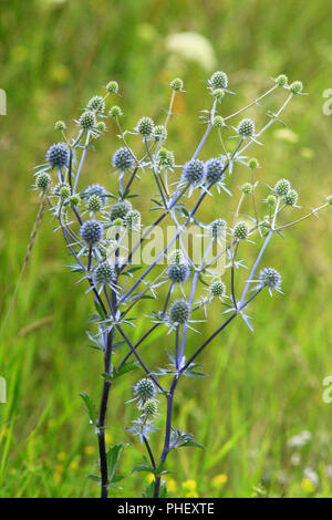 Blu fiori di fico d'india di eryngium nel campo Foto Stock