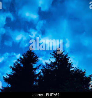 Due alberi di pino sotto la notte blu cielo Foto Stock