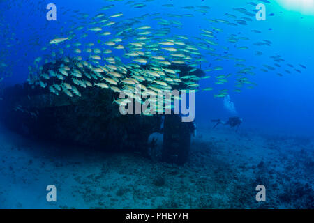 Divers (MR) e una grande scuola di tonno albacora goatfish, Mulloidichthys vanicolensis, esplorare i Cartaginesi, un punto di riferimento di Lahaina, che fu affondato come un Foto Stock